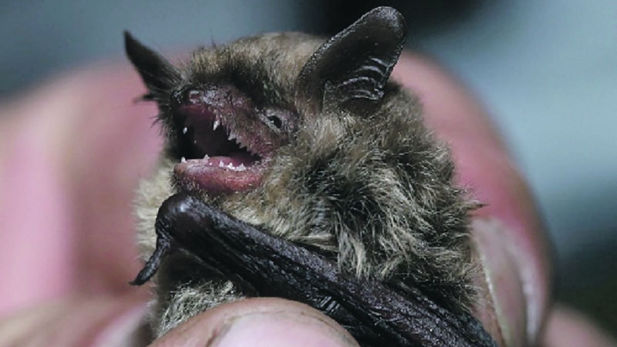 České Švýcarsko má dva nové druhy netopýrů